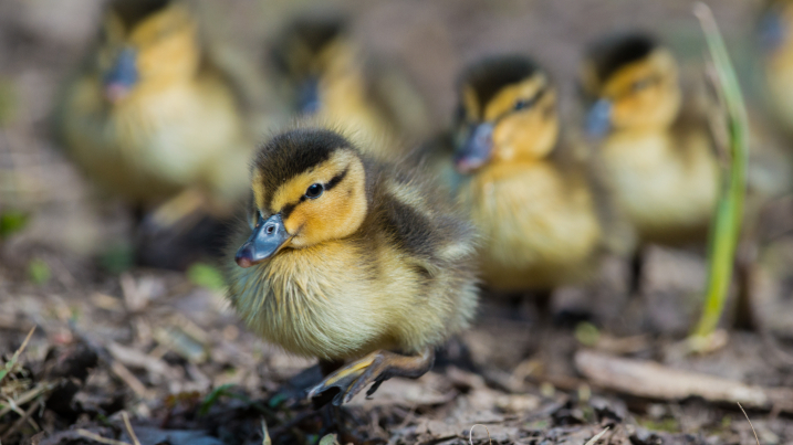 When do mallard ducklings appear? - WWT