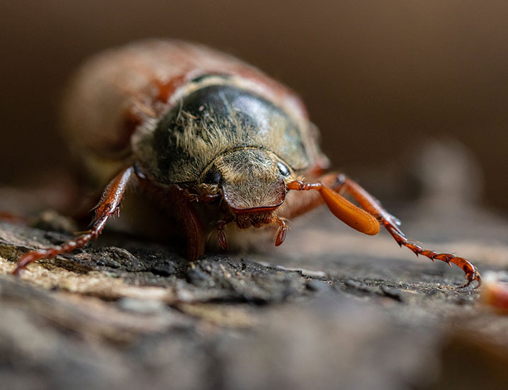 Macro beetle