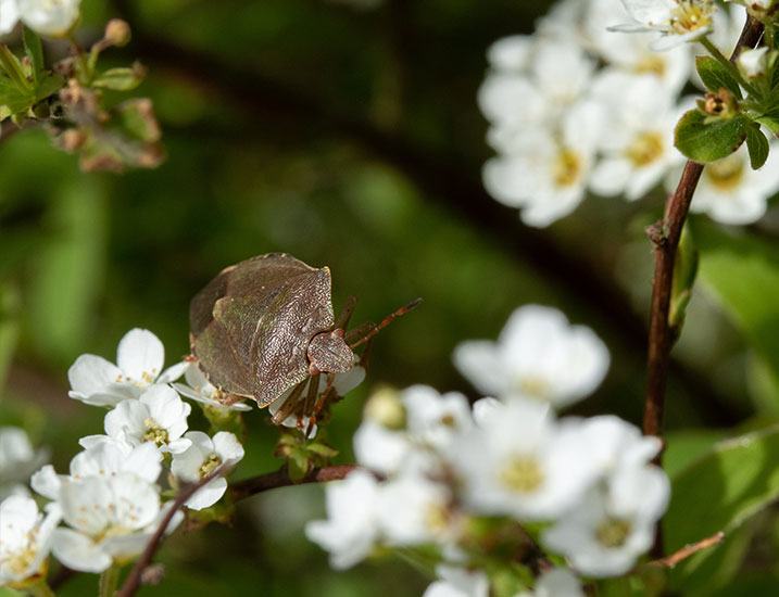 Macro shield bug