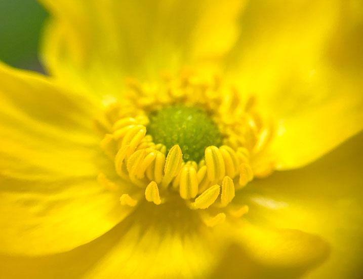 Macro marsh marigold