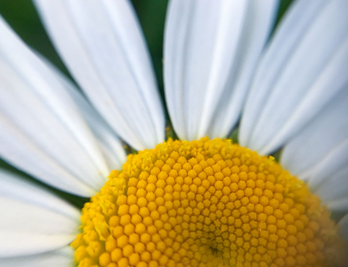 Macro oxeye daisy