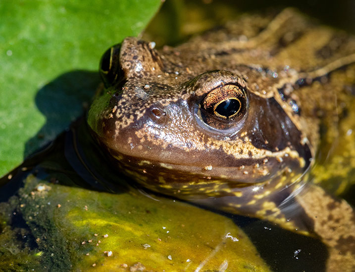 Macro common frog