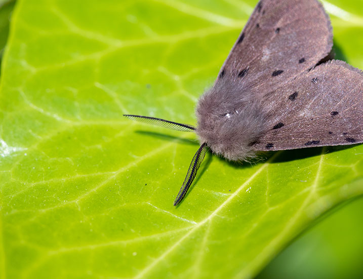 Macro moth photography