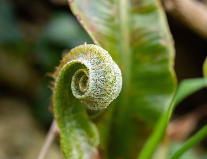 Macro plant