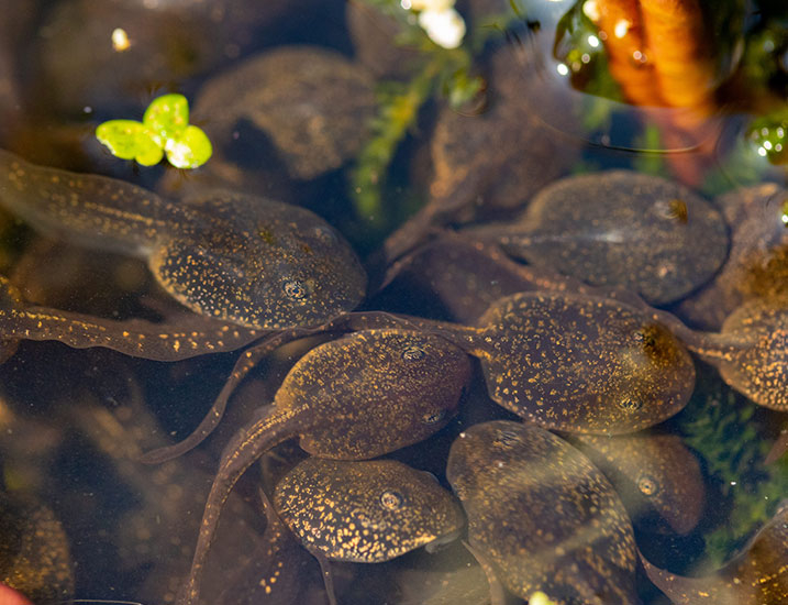 Macro common frog tadpoles