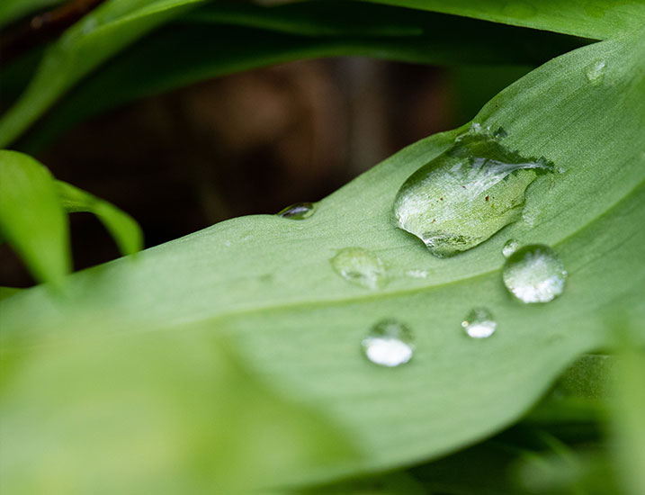 Macro water droplet