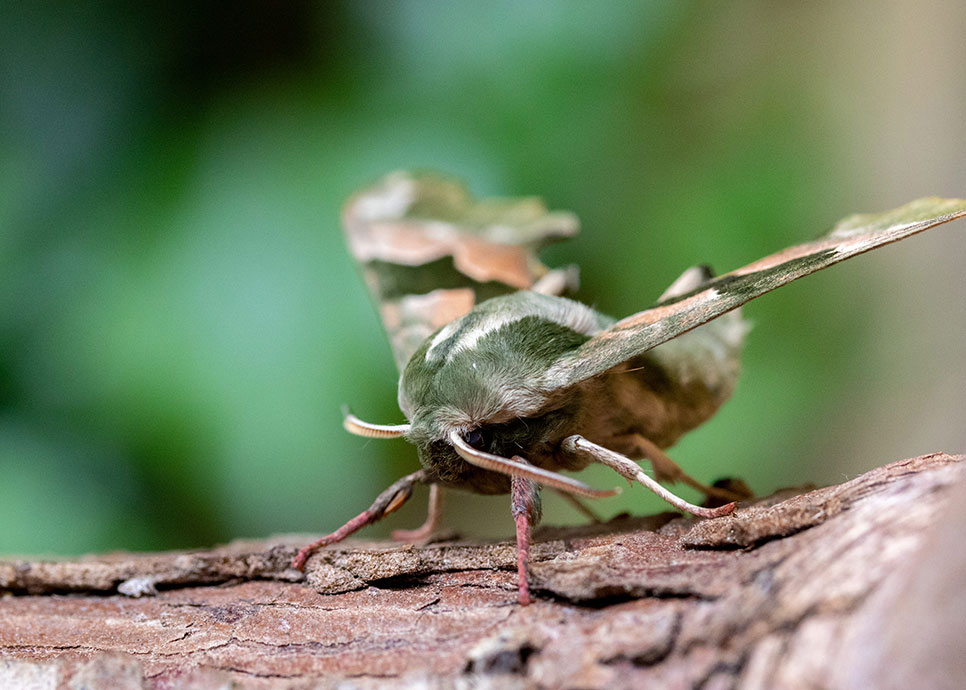 Macro moth