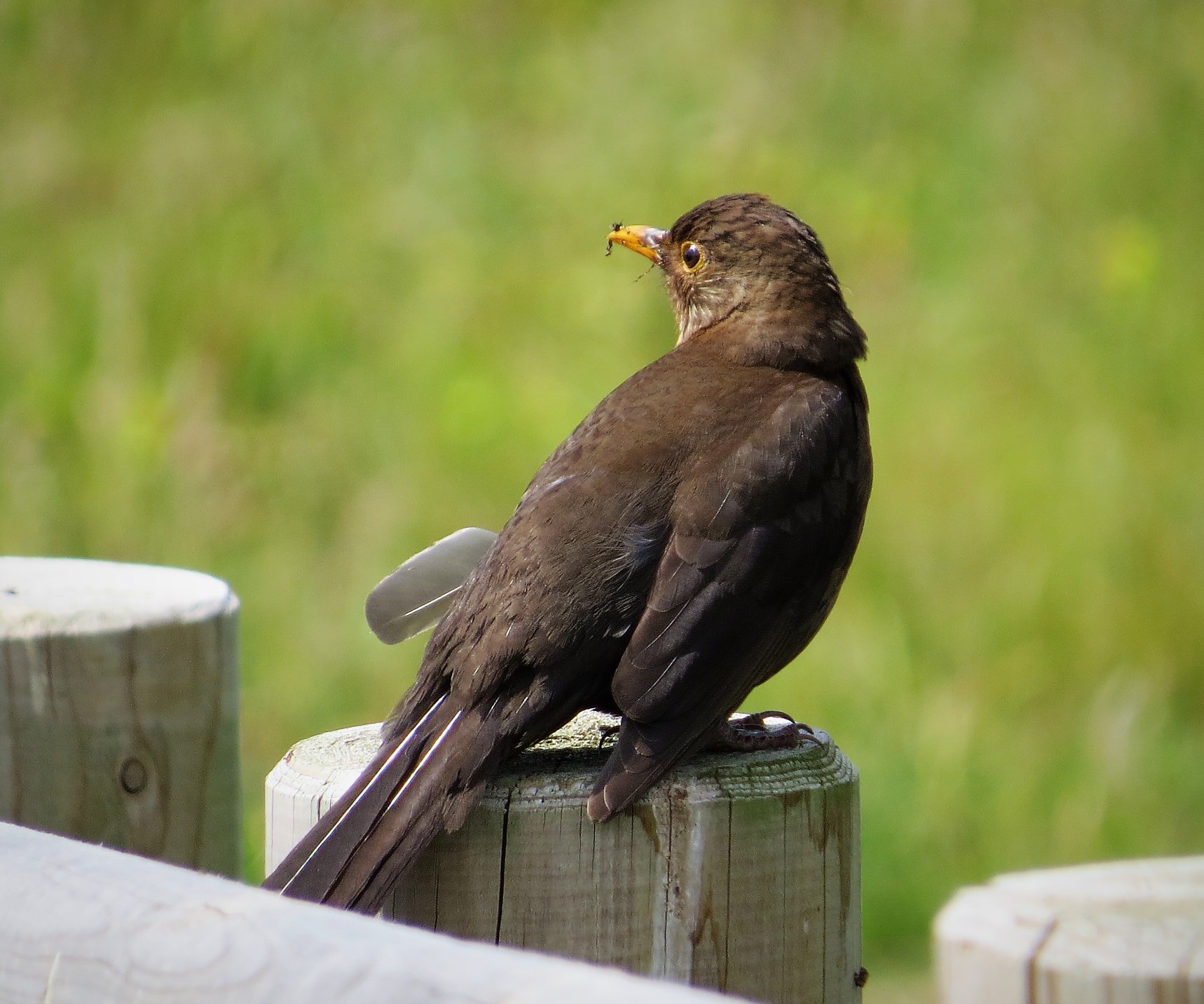 Recent Sightings - 14th June 2020