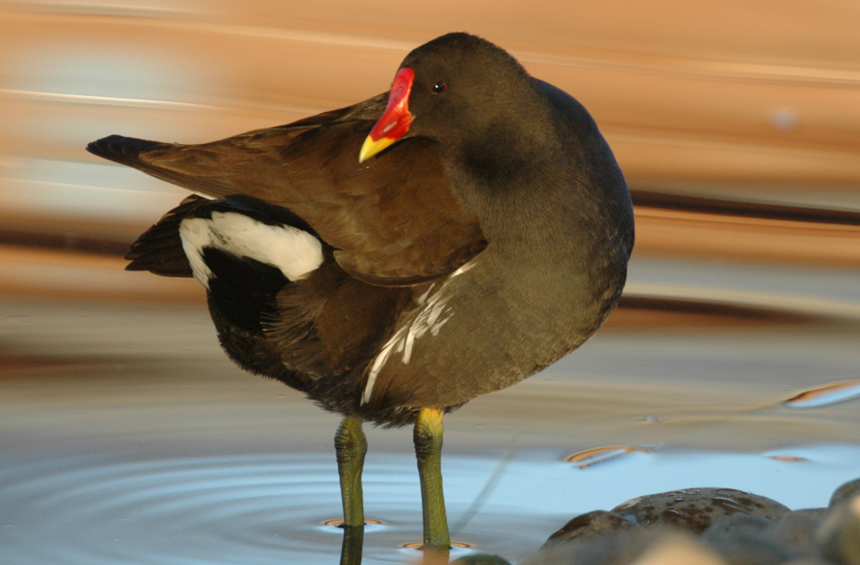 Things you might not know about the humble moorhen