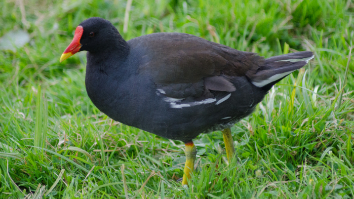 A moorhen