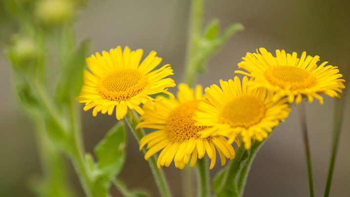 Common fleabane