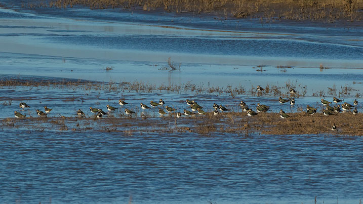 Lapwing flock at WWT Steart