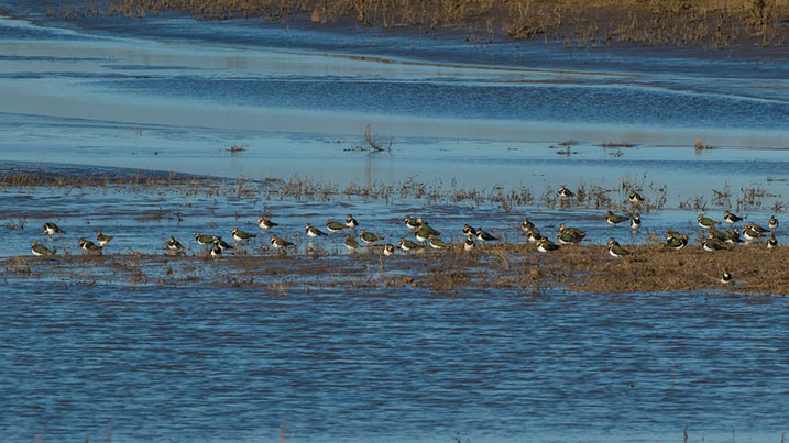 Lapwing flock at WWT Steart