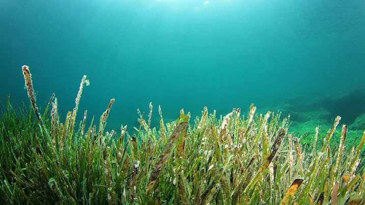 Seagrass bed