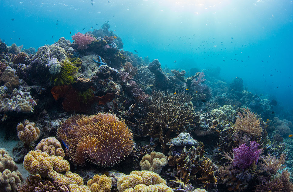 What is biodiversity and why do we need it?