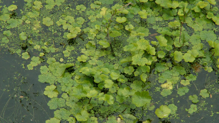 Floating pennywort