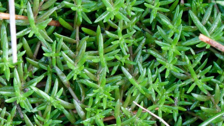 New Zealand pygmyweed