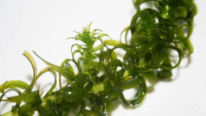 Curly waterweed
