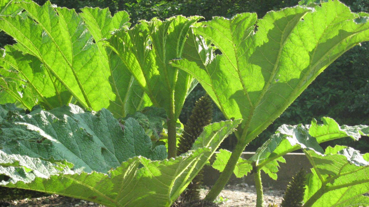 Giant rhubarb