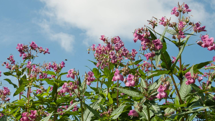 Himalayan balsam