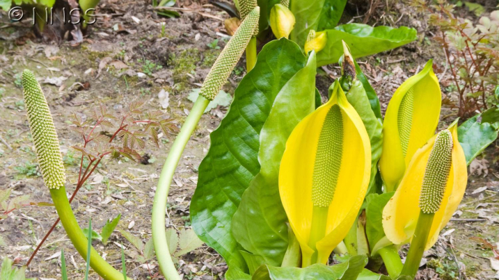 American skunk cabbage