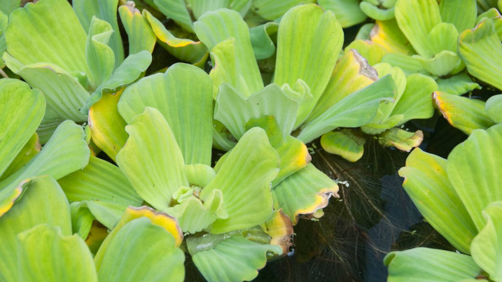 Water lettuce