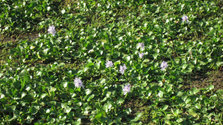 Common water hyacinth