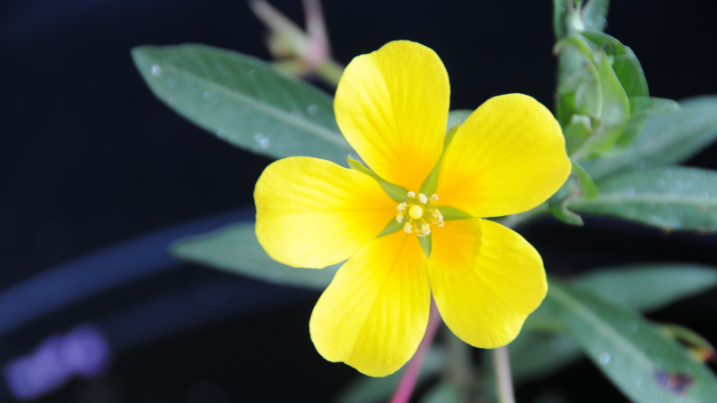 Water primrose