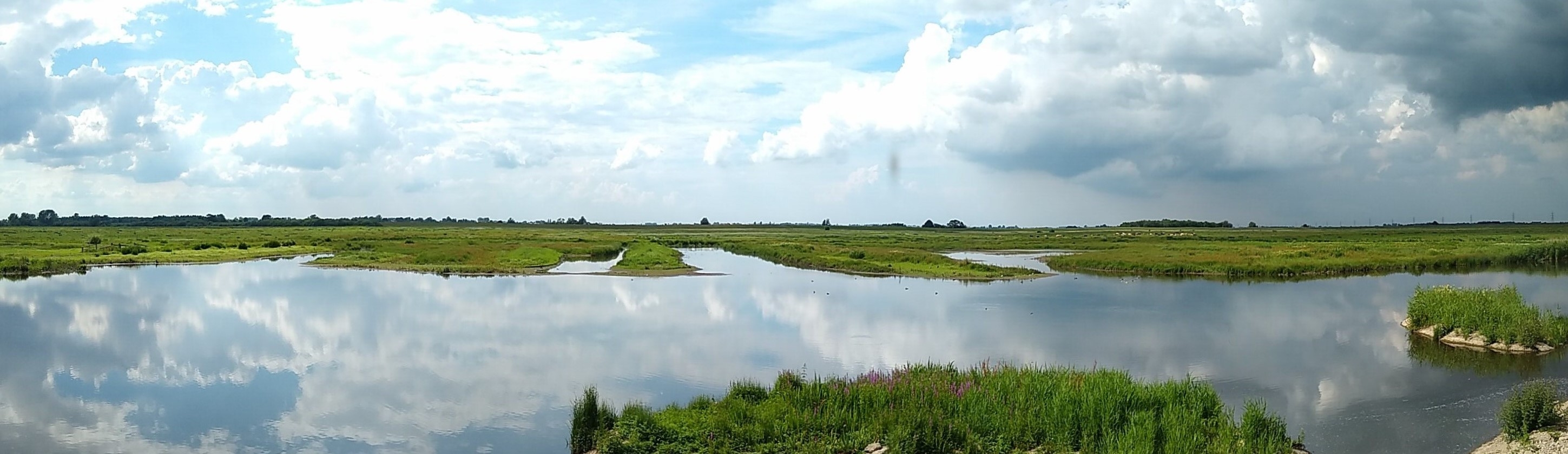 Reserve update - bringing wetland wildlife to you