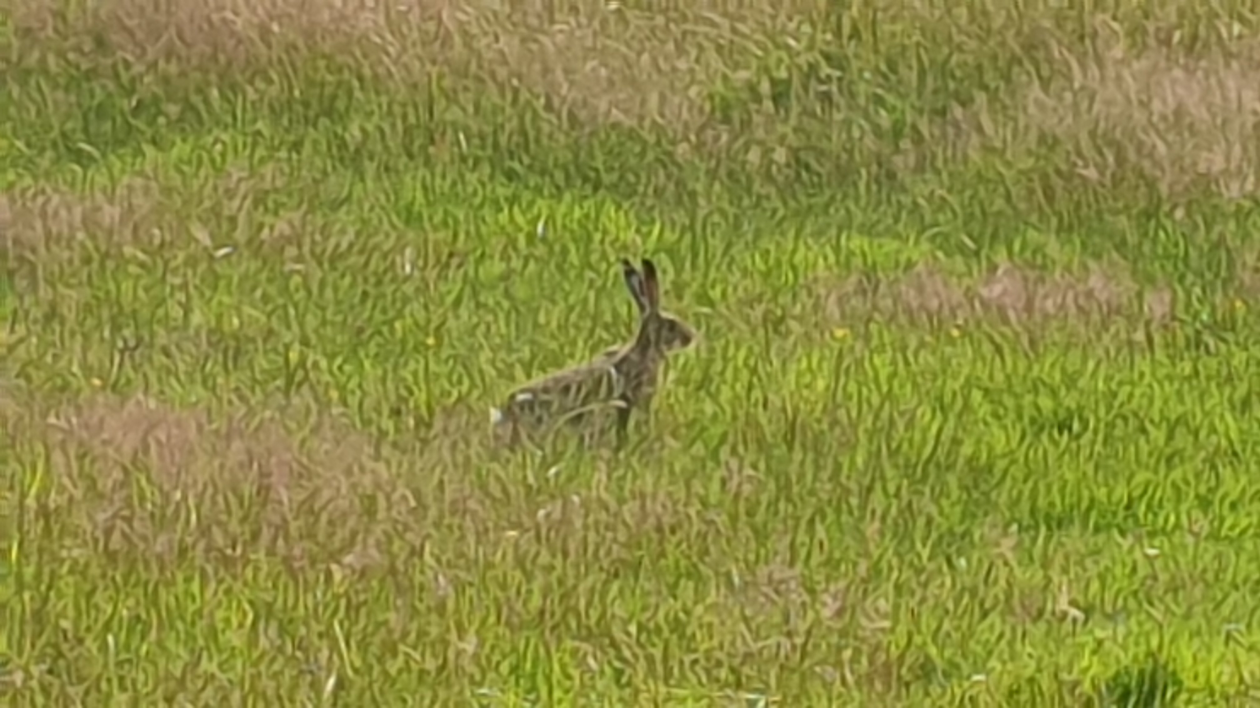 Hare today, still tomorrow?