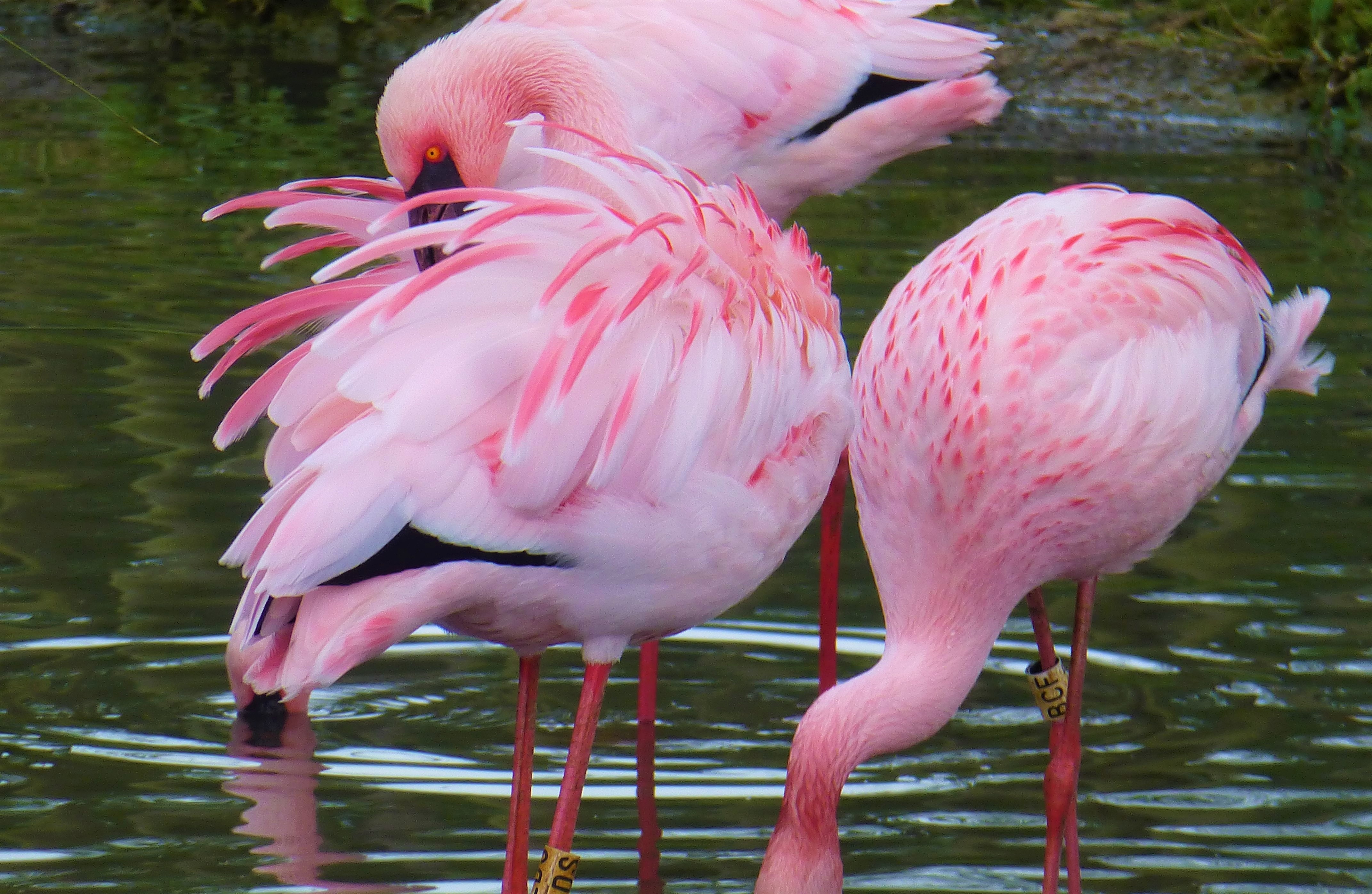 Hot pink flamingos? Flamingo care in warm weather