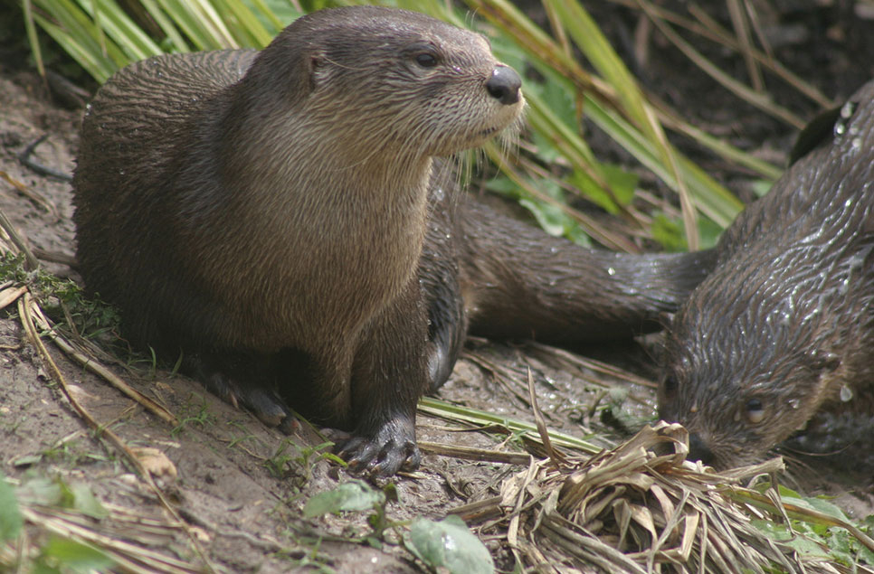 The Keepers' Diaries: Our marvellous mammals