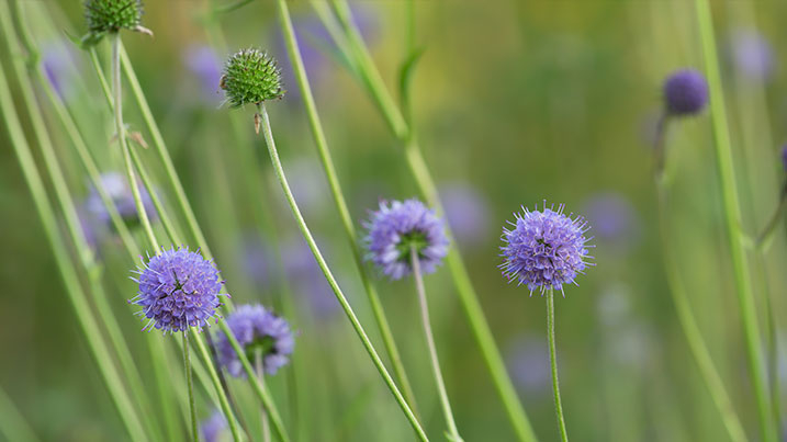 Devil's bit scabious