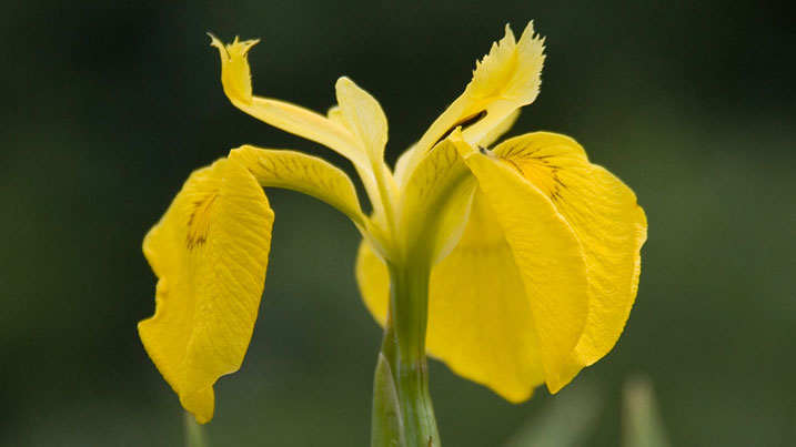 Yellow flag iris