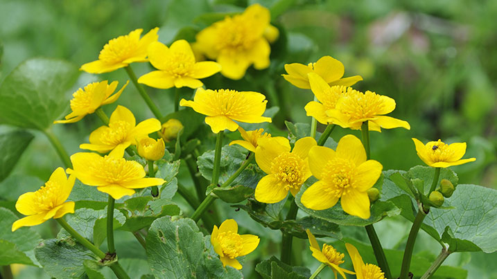 Marsh marigold