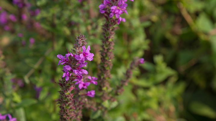 Purple loosestrife