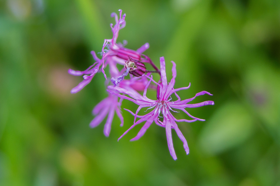 Common wetland wildflowers to spot in spring and summer