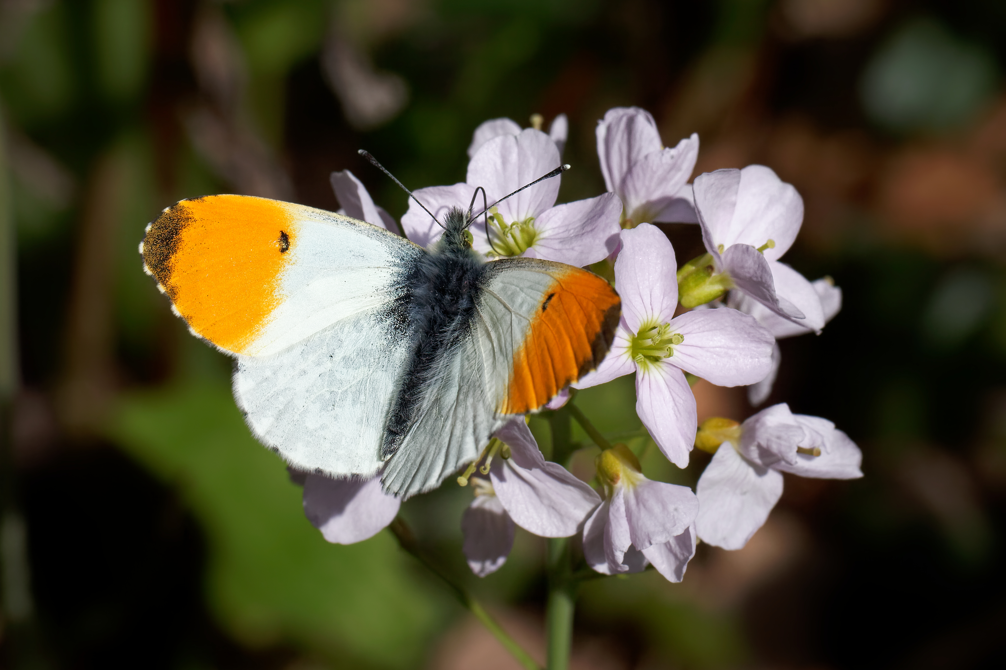 Cuckoo flower