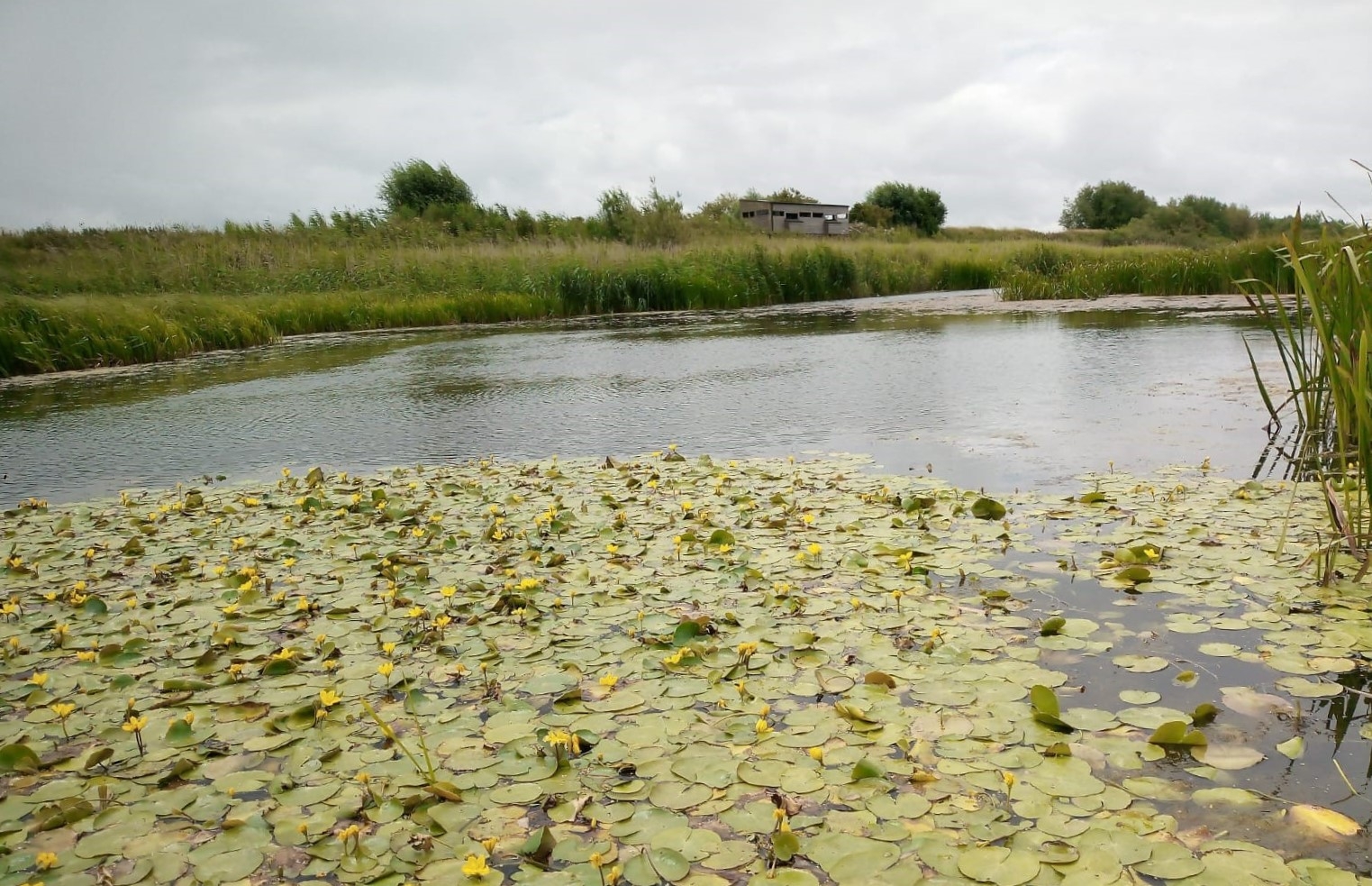Reserve update - bringing wetland wildlife to you
