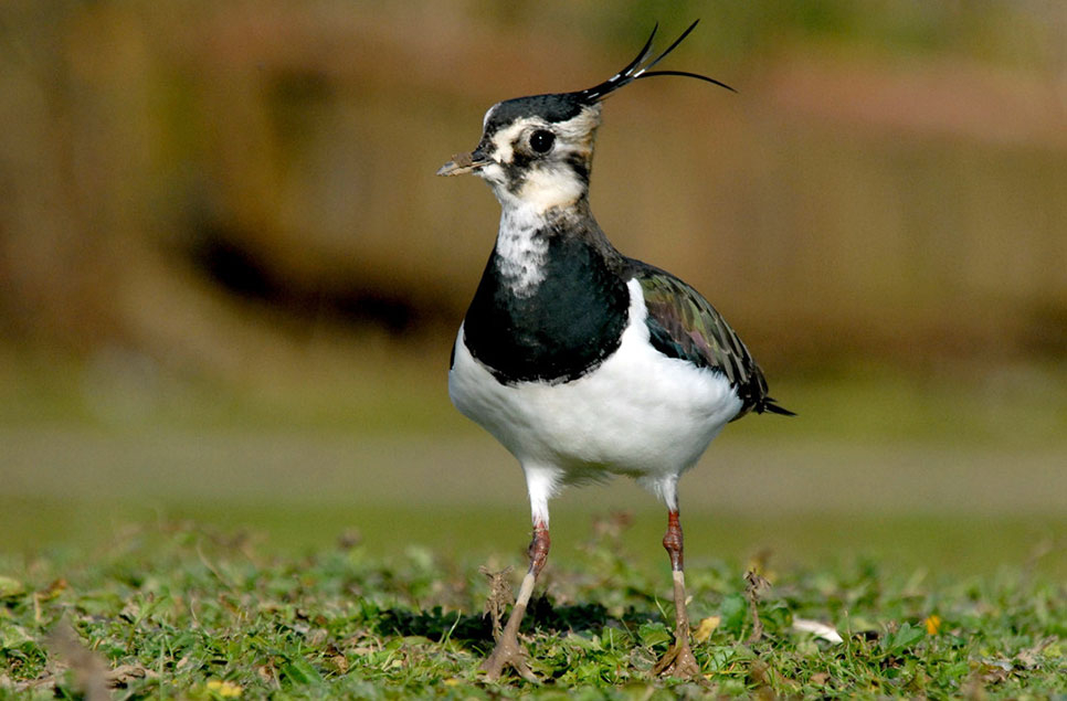 Why are so many wetland species at risk?