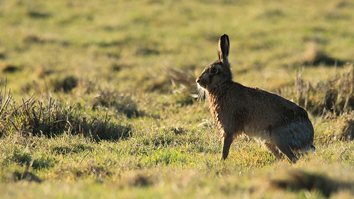 hares have powerful hind legs