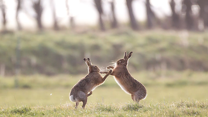 boxing hares