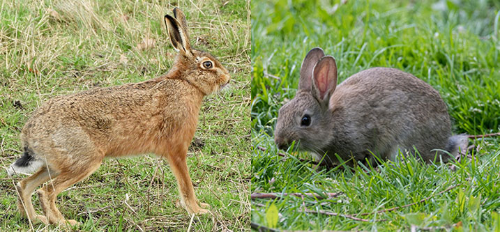 hare vs rabbit
