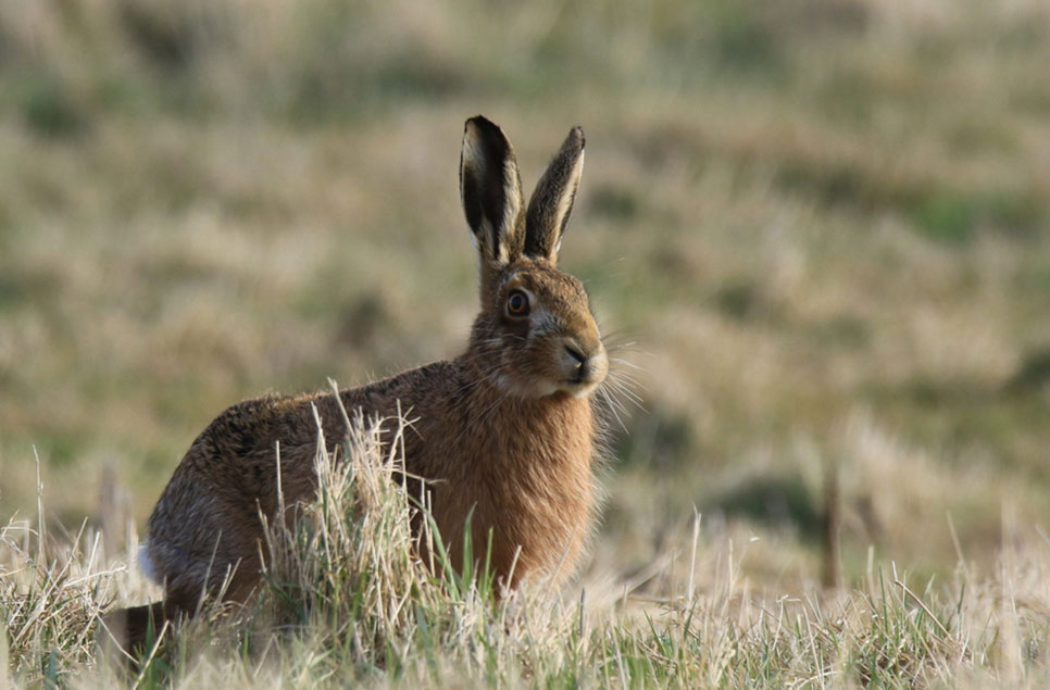 The hare-raising antics of the brown hare