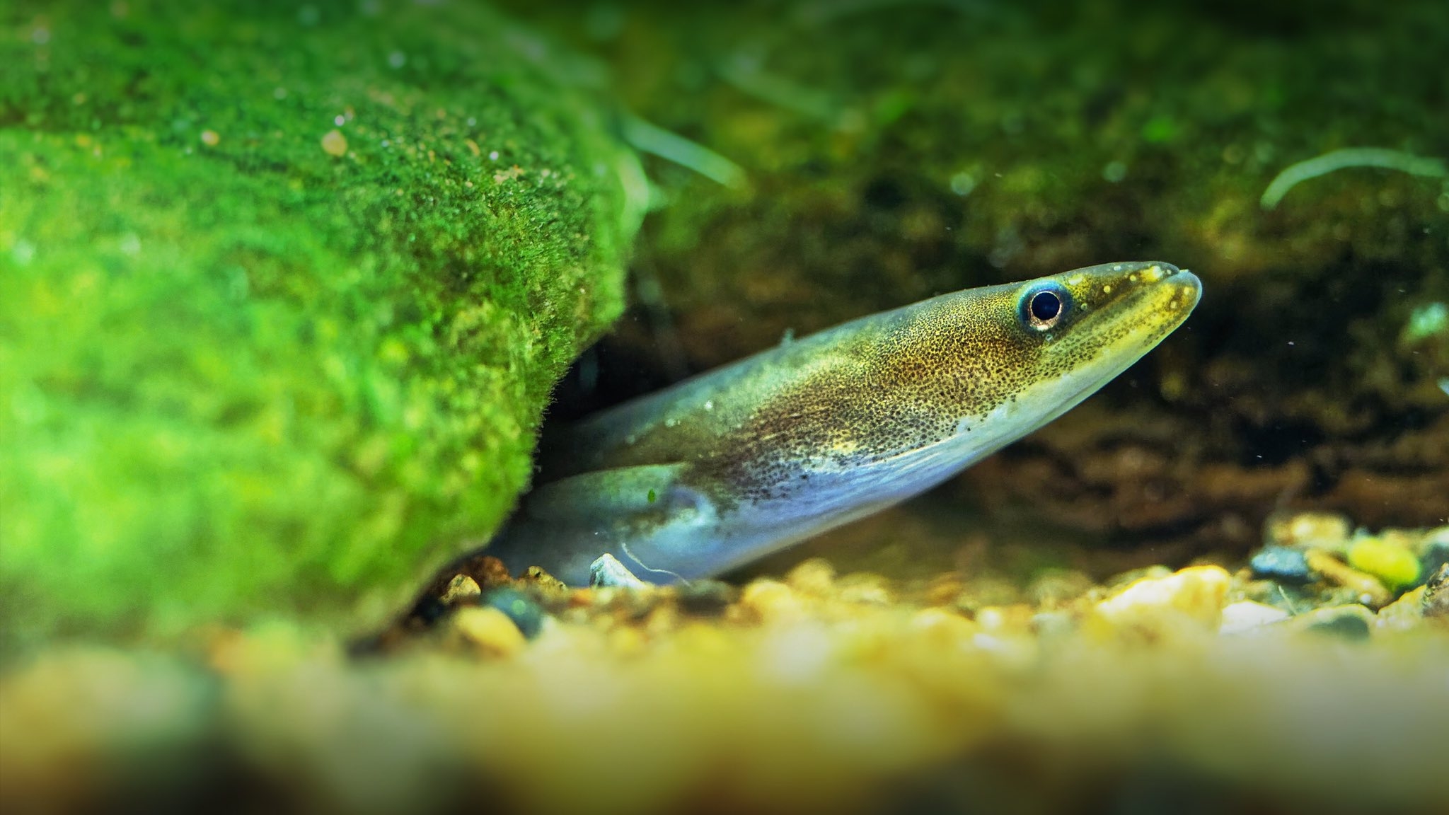 European eel