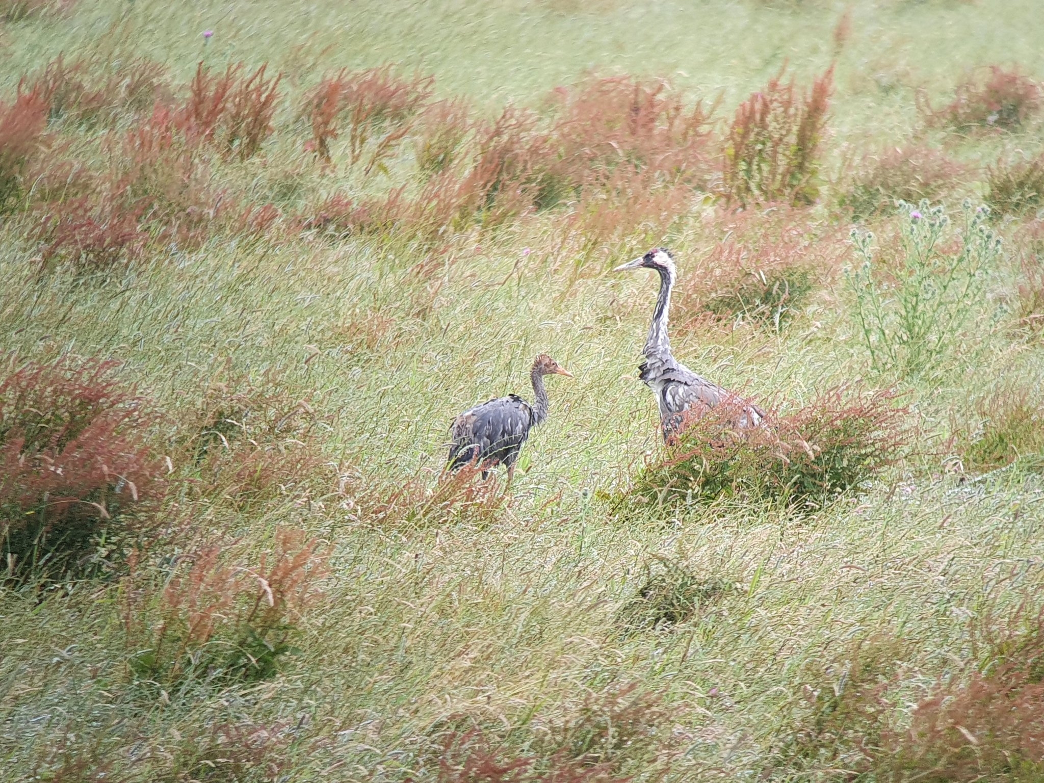 Crane chick continues to grow