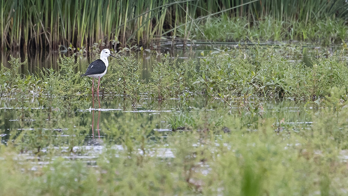 The male standing gaurd over the nearby female and chicks