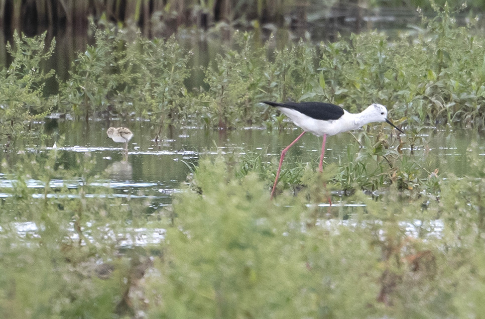 Black-winged stilts breed at Steart Marshes