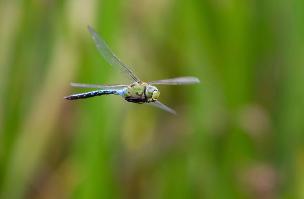 Your window on wetland wildlife - June 2020