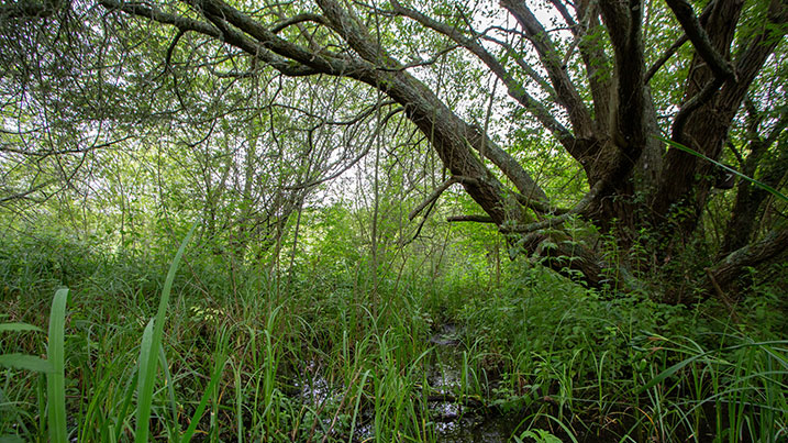carr or wet woodlands